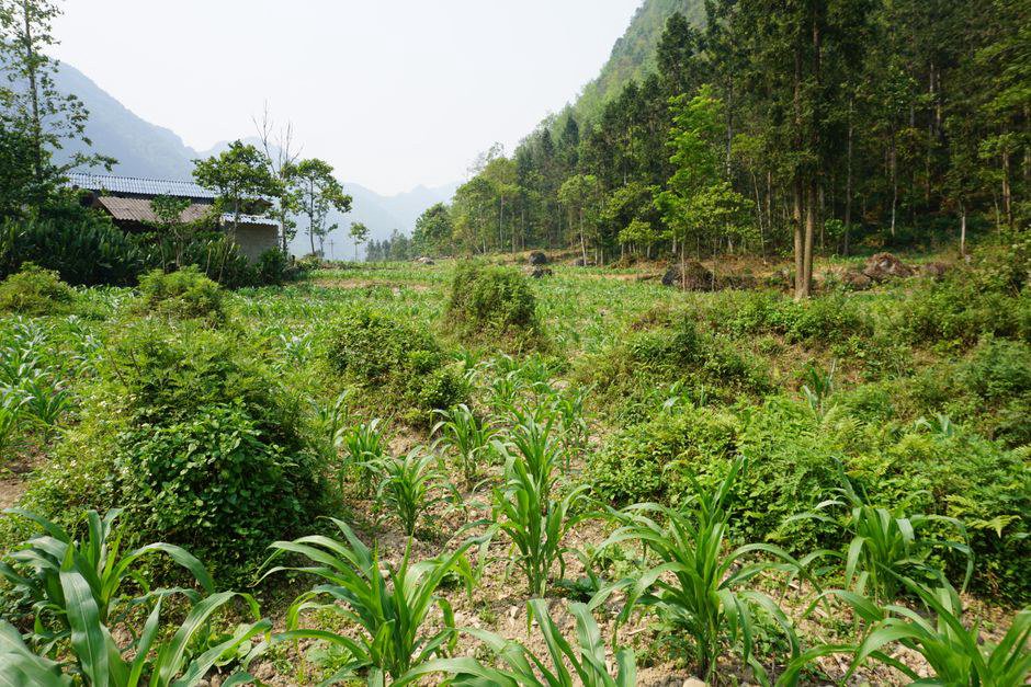 Ha Giang Loop: Chuẩn Bị Kỹ Trước Khi Mất Sóng Giữa Núi